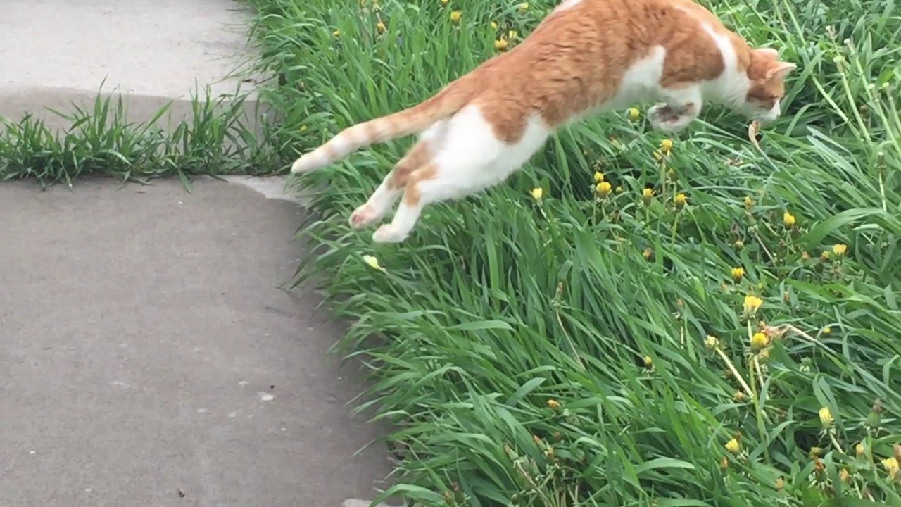 Watch A Cat Pounce