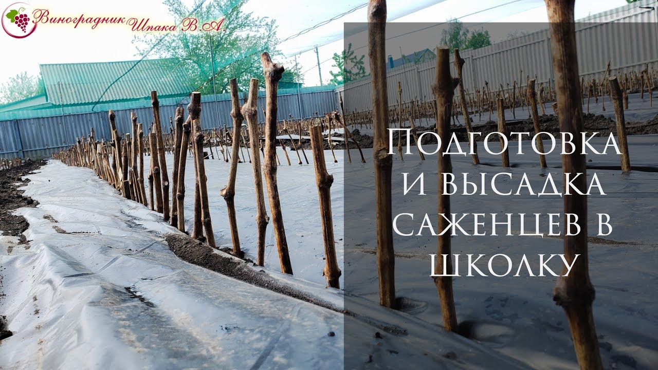 Школка виноградных саженцев. Нарезка черенков и посадка