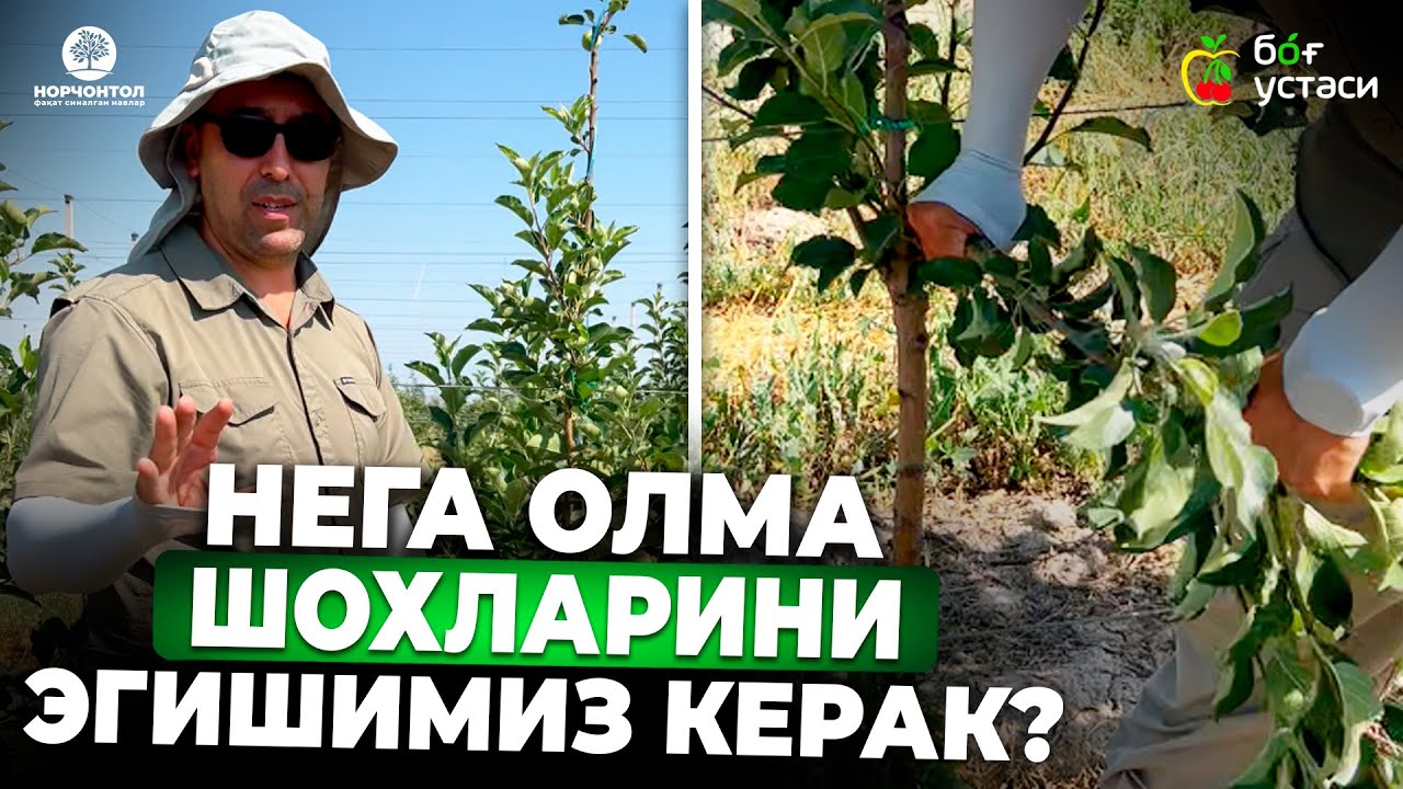 ОЛМАНИ ҚЎЛИНИ ҚАЙИРДИНГИЗМИ? НИМА УЧУН ҚАЙИРАМИЗ? | ШУҲРАТ АБРОРОВ #shuhratabrorov #olma #norchontol