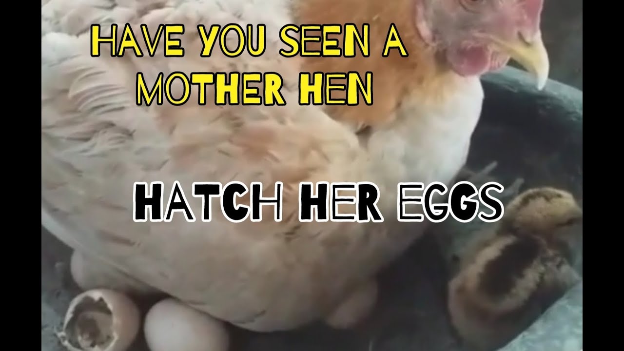 Vlog#13 Have you seen a mother hen hatch her eggs      #LifeInTheCountryside