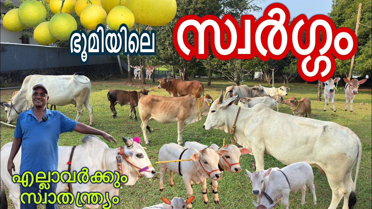കേരളത്തിൽ കുള്ളൻ പശുക്കളുടെ അപൂർവ്വ ശേഖരം. Cow farming malayalam 