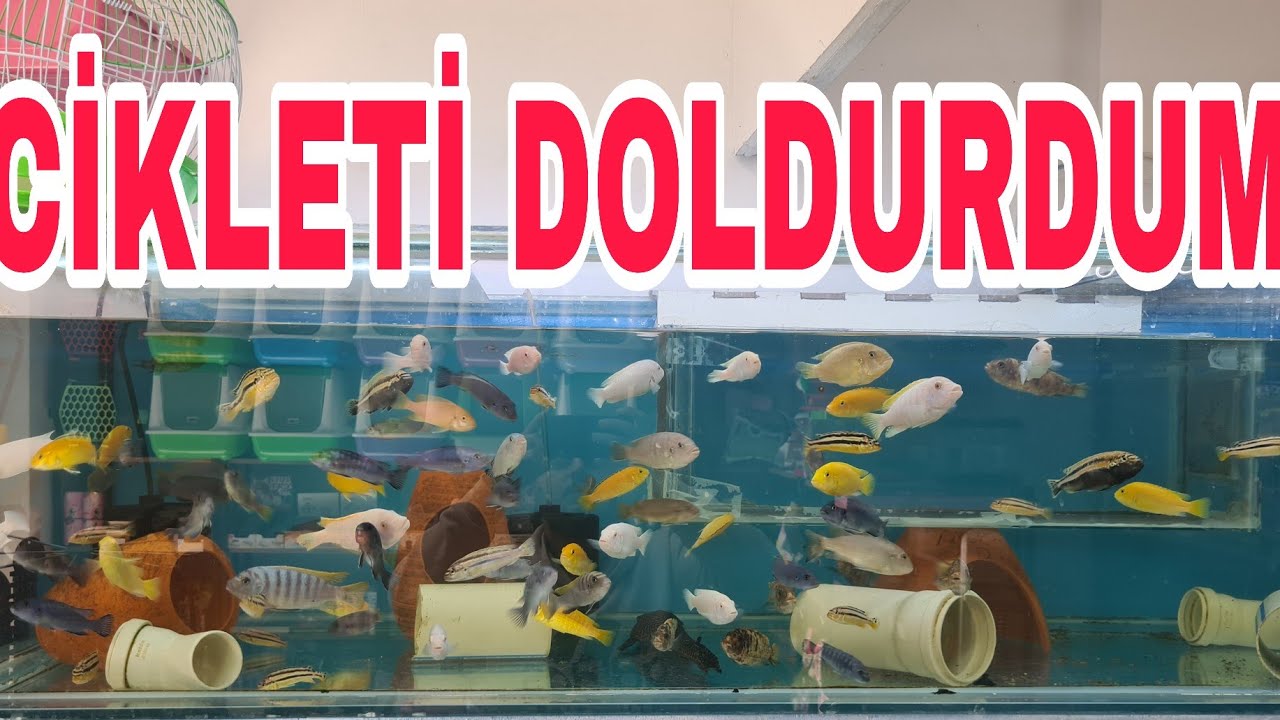 AKVARYUMA CİKLET BALIGI GETİRDİM DOLDU TASTİ