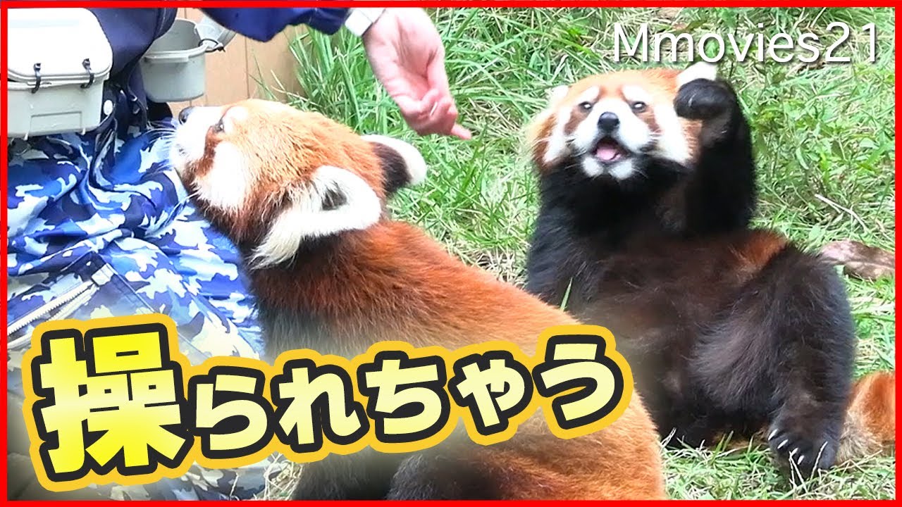 飼育員さんの指先マジック！ヘソ天レッサーパンダ トレーニングで見せる
