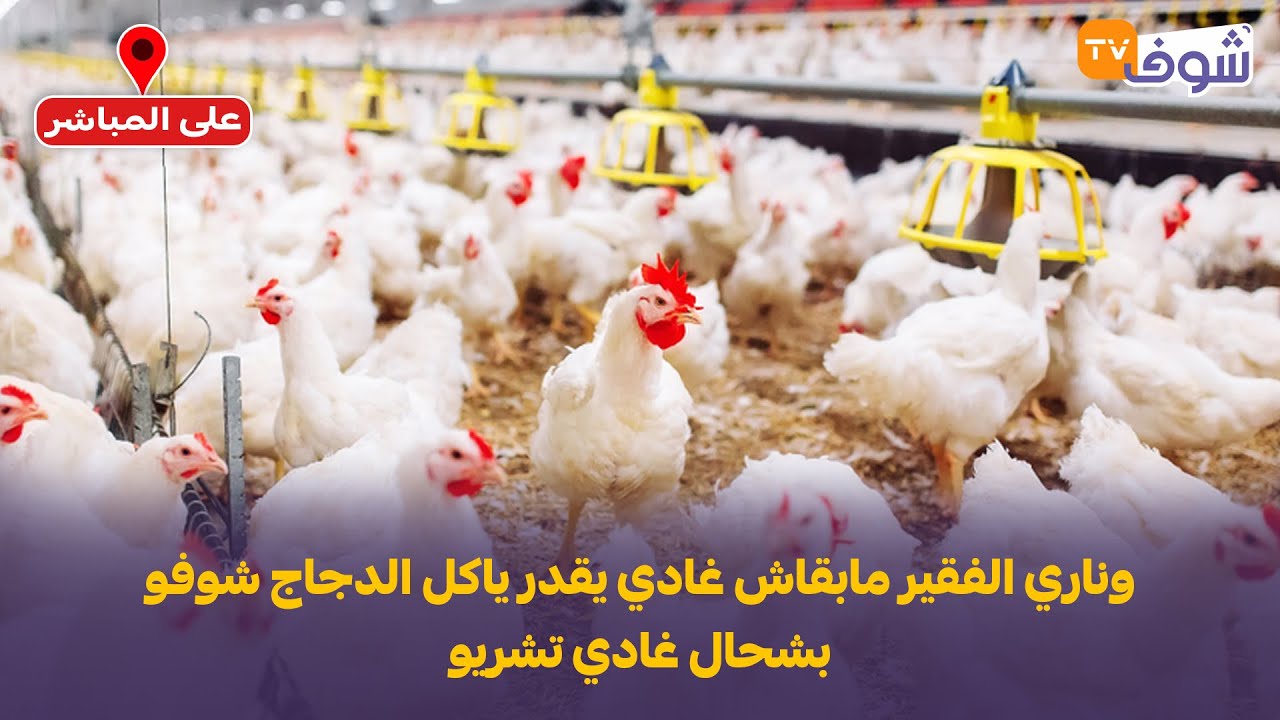 سوق الدواجن بالجملة .....وناري الفقير مابقاش غادي يقدر ياكل الدجاج شوفو بشحال غادي تشريو