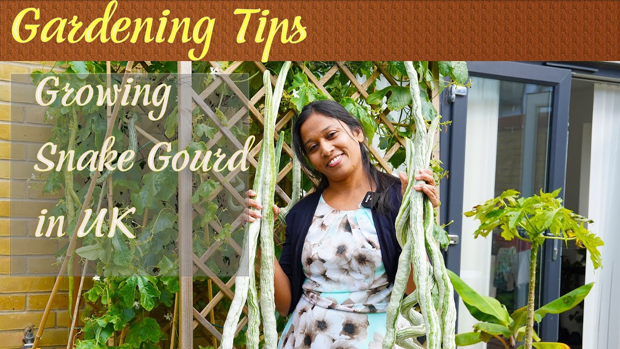 Garden tips for growing Snake Gourd in UK #snakegourd  #gardening