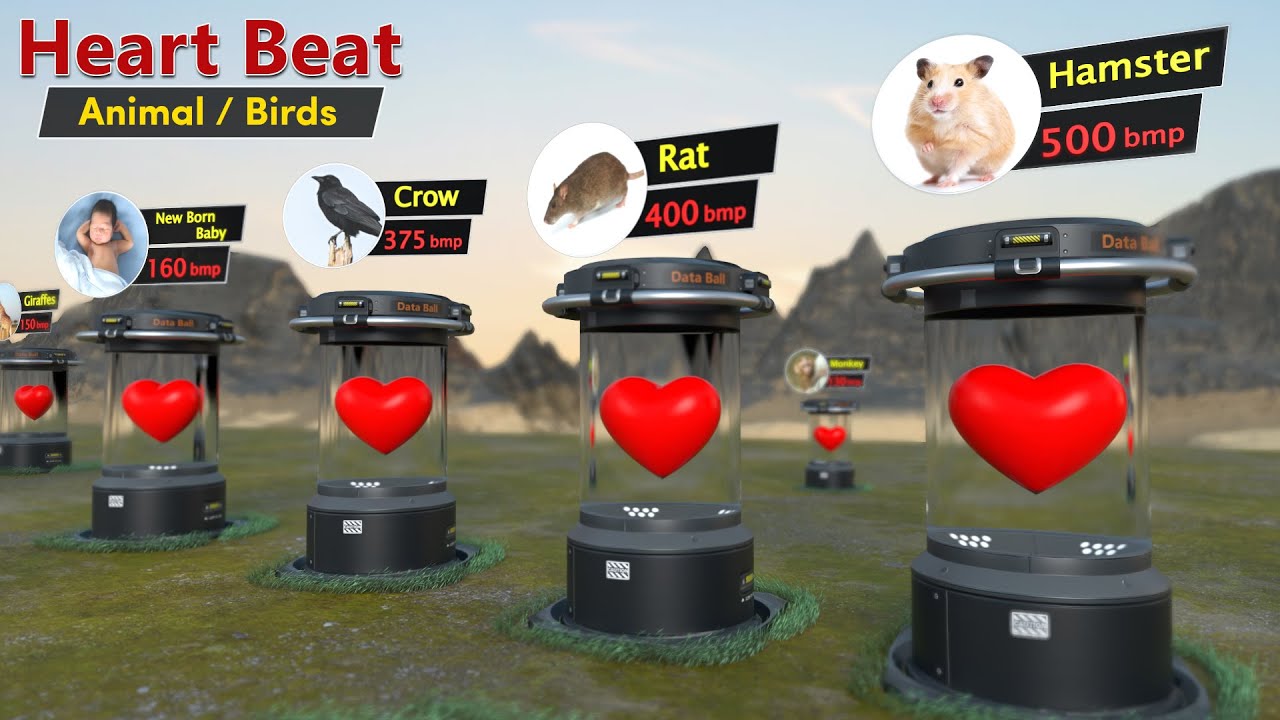 Animal Heart Beat rate comparison | Animal | Birds