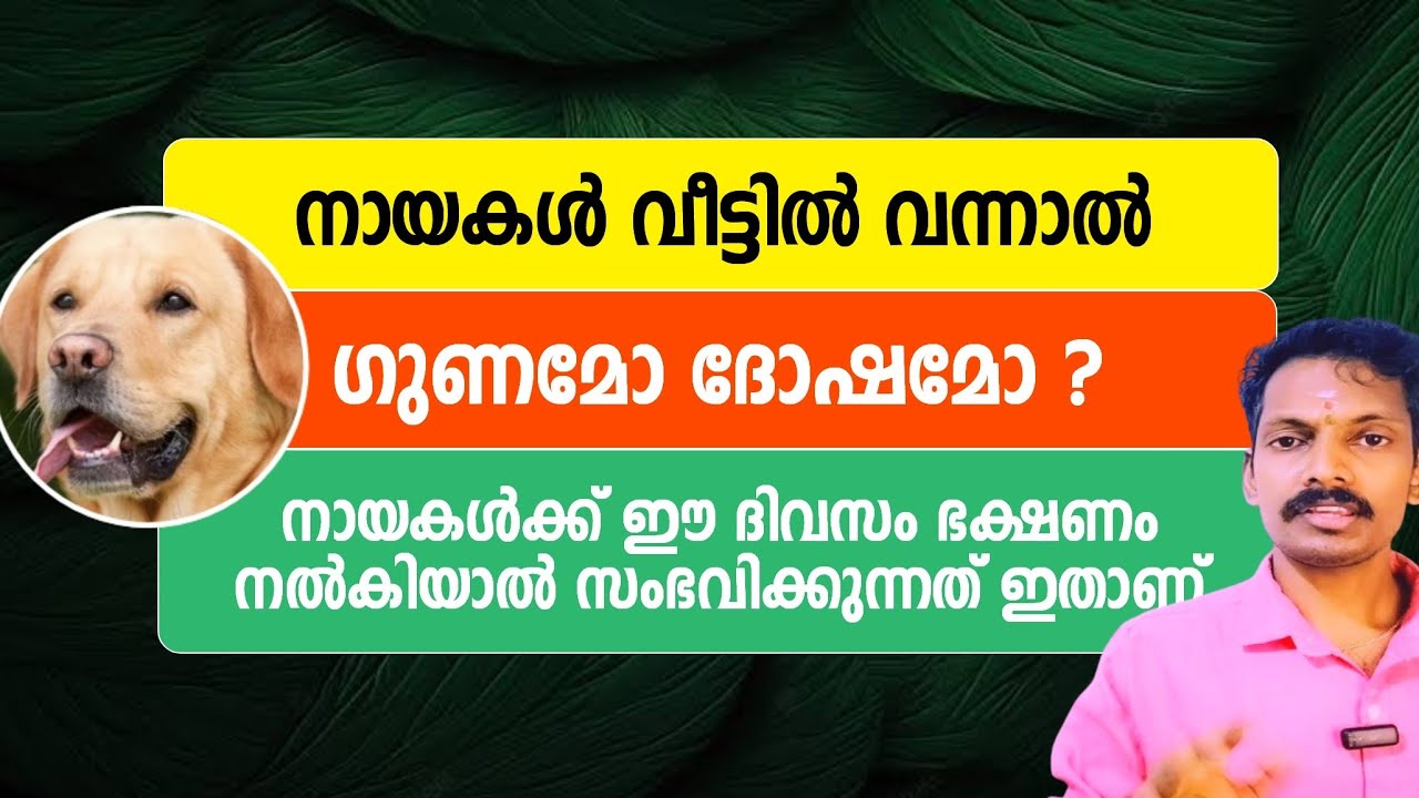 നായകൾ വീട്ടിൽ വന്നാൽ ഗുണമോ ദോഷമോ? നായകൾക്ക് ഈ ദിവസം ഭക്ഷണം നൽകിയാൽ ലഭിക്കുന്ന ഗുണം അറിയാമോ?