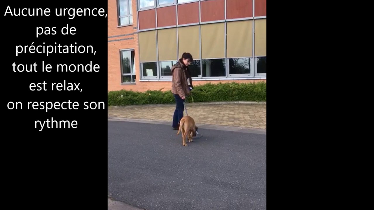 Desensibilisation chiot peur