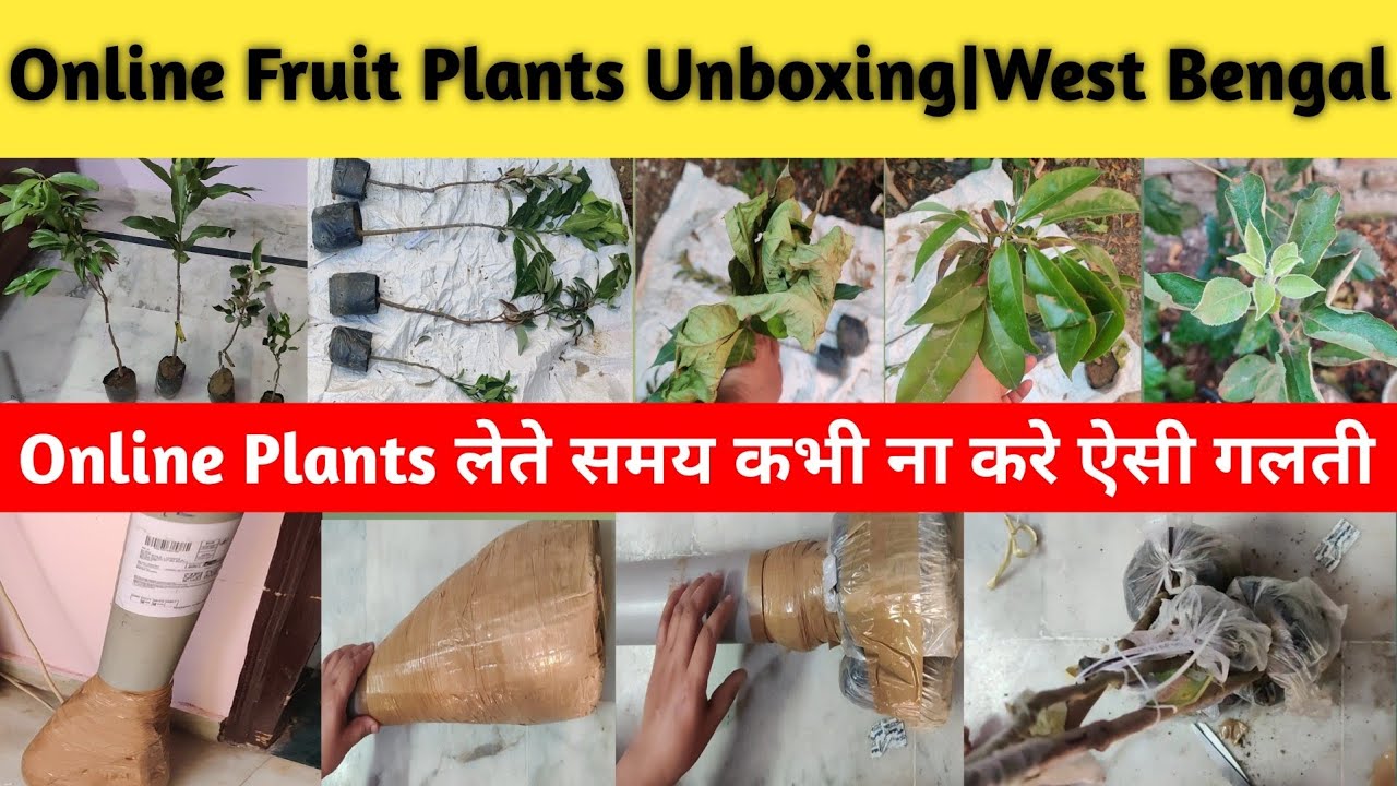 Online Fruit Plants Unboxing, Review & Update| Thai Green Nursery, West Bengal