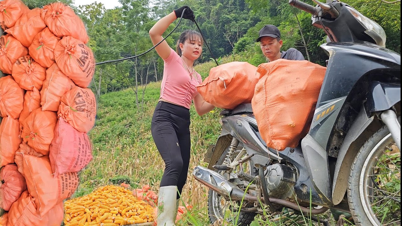 Move the corn, complete the harvest with the help of parents. Cook dinner with parents at the farm