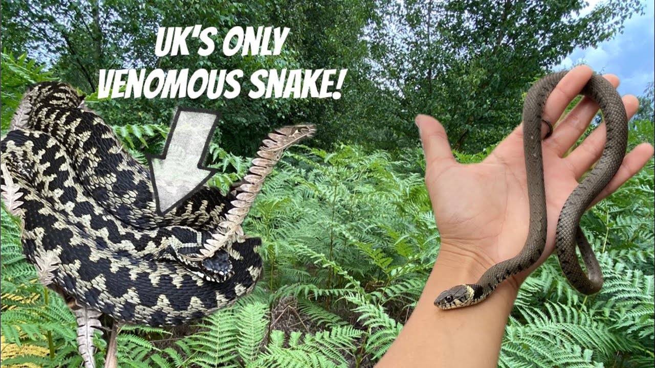 Herping UK! Finding many adders in one morning (Summer Herping)