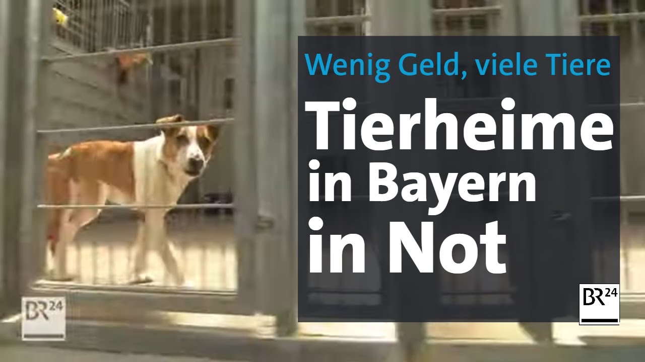 Wenig Geld, viele Tiere: Bayerische Tierheime in Not | Abendschau | BR24