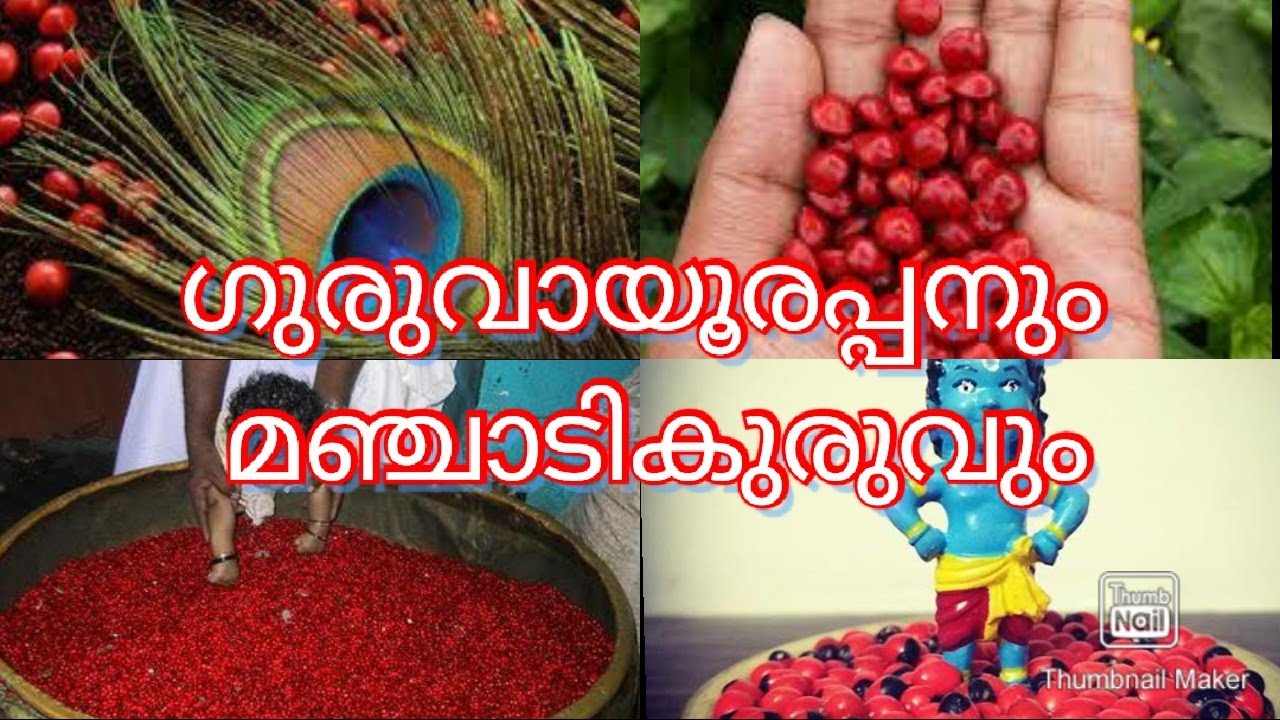 ഗുരുവായൂരപ്പനും മഞ്ചാടികുരുവും