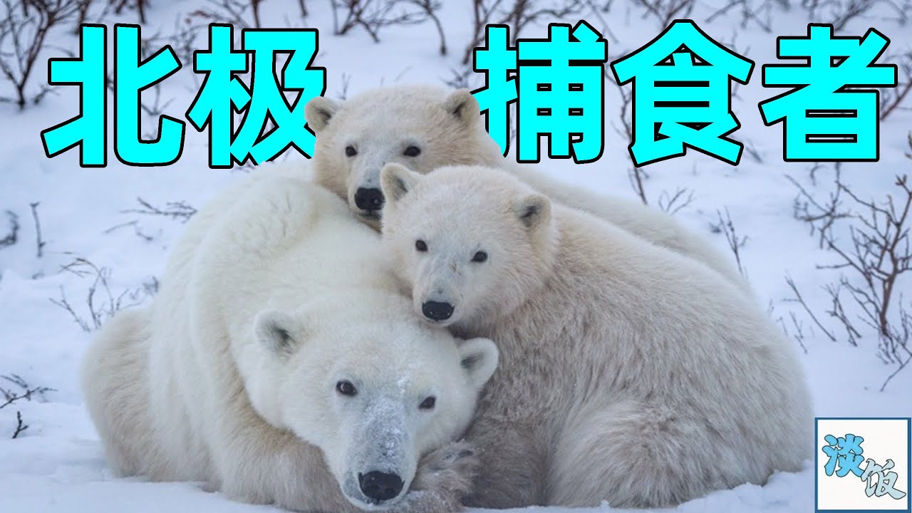 北极熊一家三口，巧妙捕杀海豹，追踪白鲸，熊妈为孩子对抗大公熊 | 淡饭电影