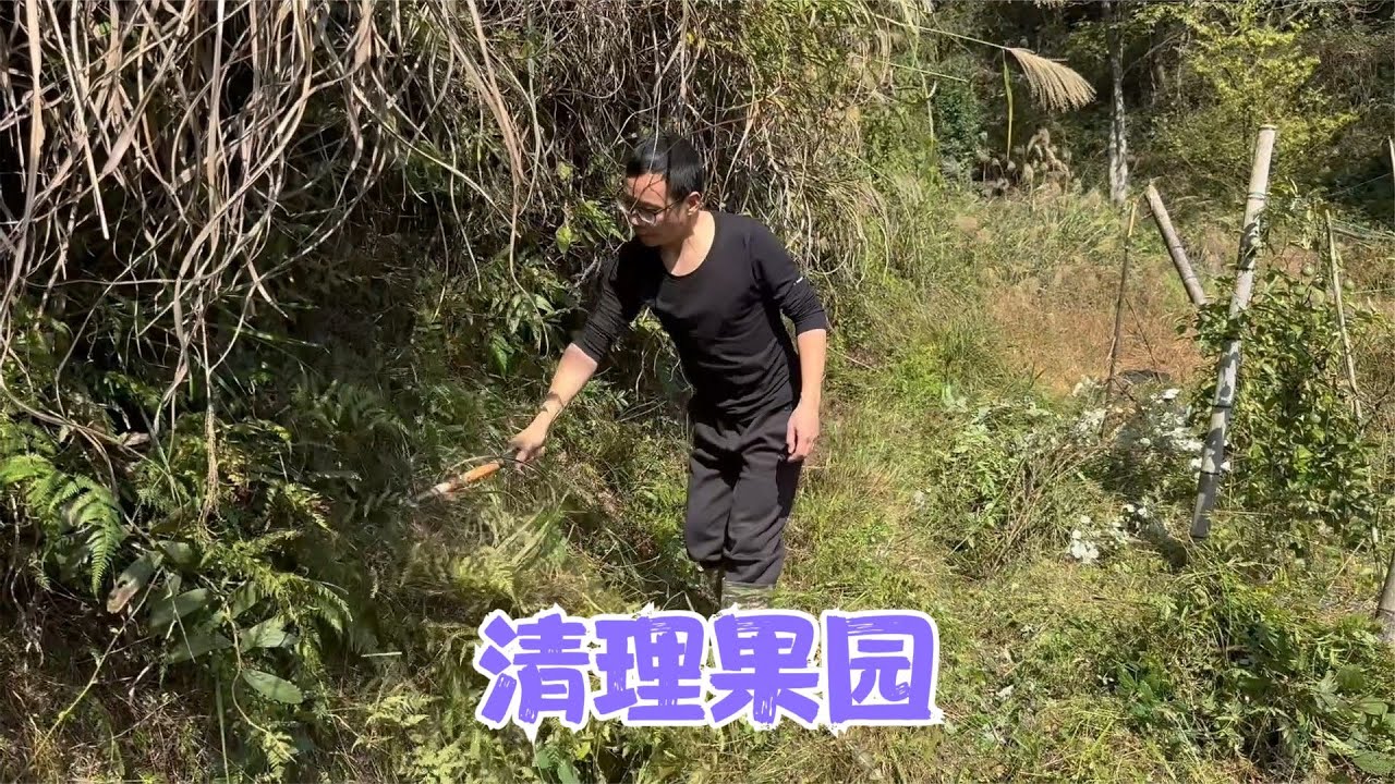 百香果罢园了，阿恋和老妈一起清理杂草，亮哥还收了很多党参种子