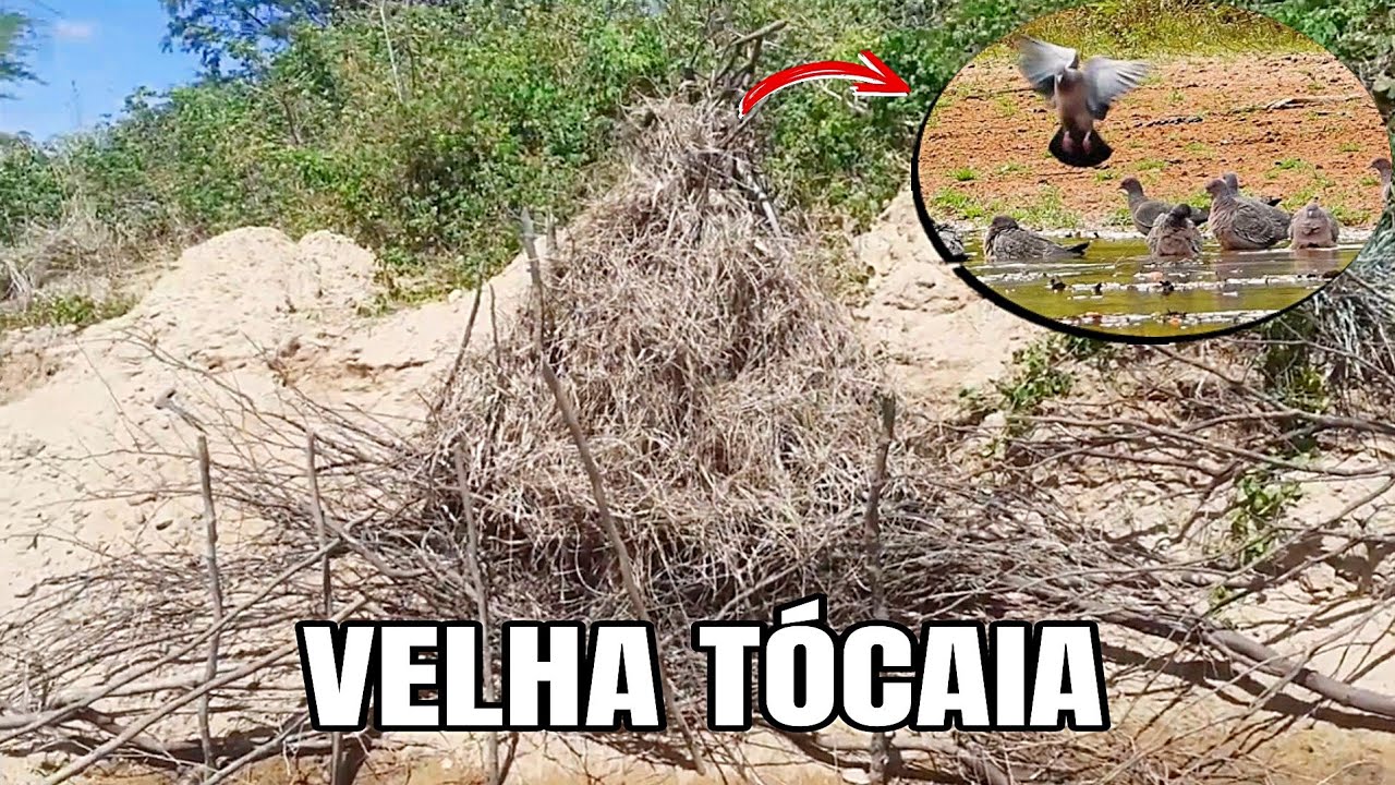 VOLTEI NA VELHA TÓCAIA E POR INCRÍVEL QUE PAREÇA ELAS CONTINUAM LÁ