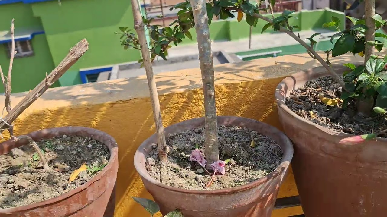 Amar Chhad Bagan 🪴🌿⚘️🌸 My roof garden 🍀🌲🌺🌻🪷 #roofgarden  #chhadbagan  #shorts 