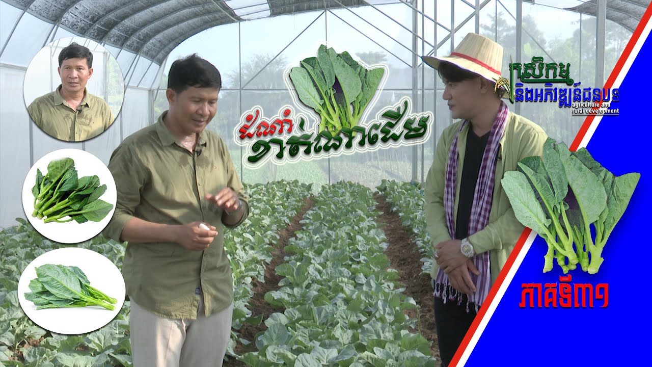 កសិកម្ម និងអភិវឌ្ឍន៍ជនបទ| អ្នកថ្មគោលកំពុងកាក់កបហ្នឹងខាត់ណាដើមក្នុងផ្ទះសំណាញ់ [EPS31] 121122