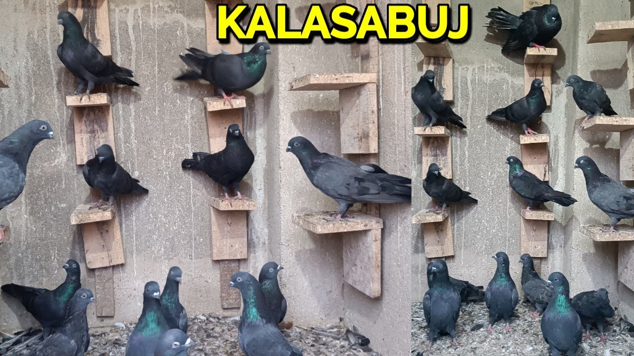 BIG SIZE GOM THOT OLD BLOOD LINE PURE KALASABUJ PIGEON FOR SALE