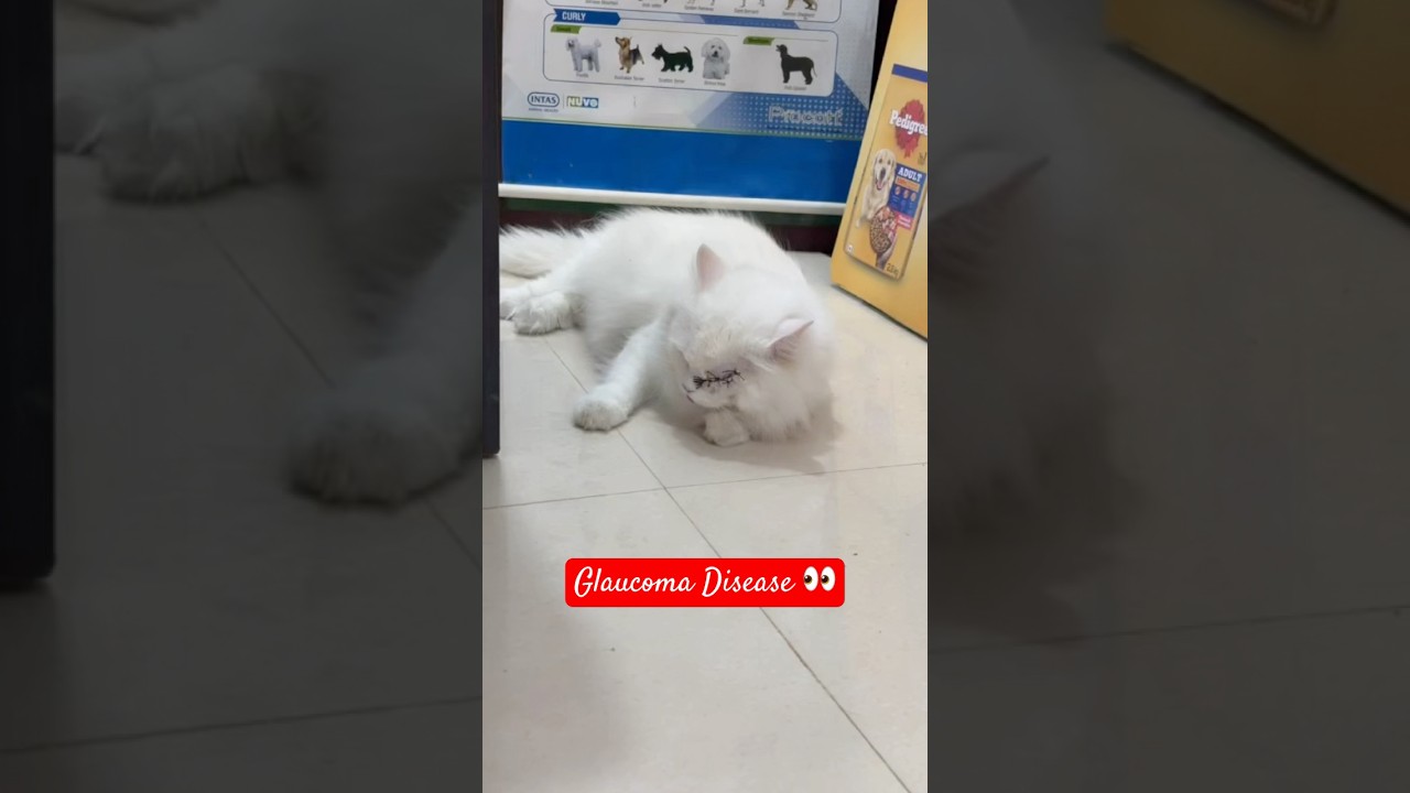 👀 🐈 Glaucoma Disease - After surgery stitches remove. Only education purpose. ✅￼ 