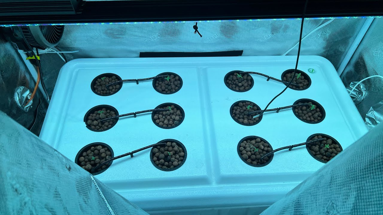 HOW TO TRANSPLANT: And 1st Feed @LotusNutrients