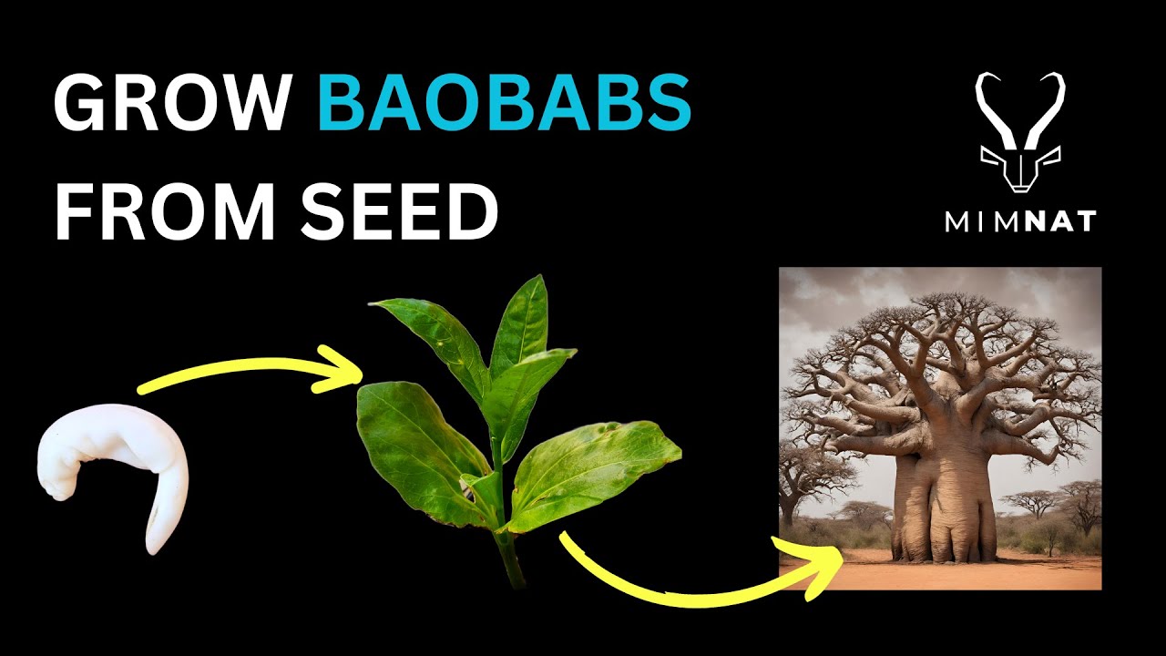 Germinate African Baobab Seeds Like a PRO!