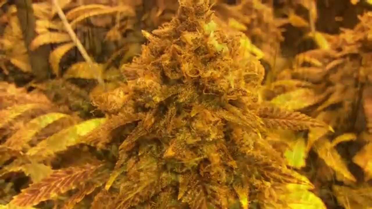 Trim day