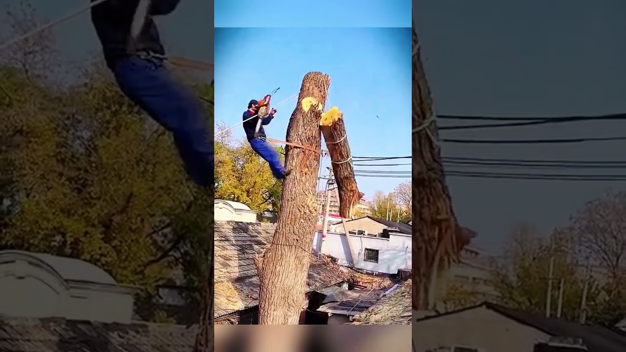 Tree cutting gone wrong😅🥹#tree#cutting#fail#fyp.