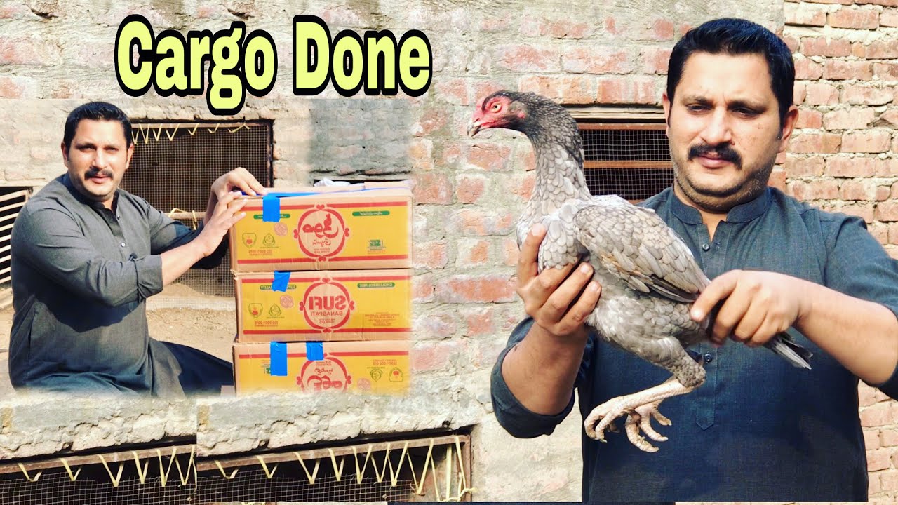 Saleti murghi cargo done | basheer purbana aseel