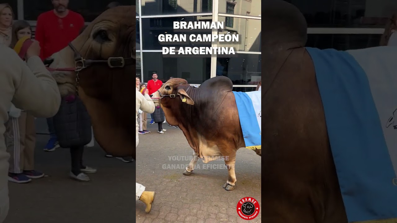 BRAHMAN: Gran campe&oacute;n macho de la Feria Rural de Palermo en Argentina #ganado #brahman #finca #toro