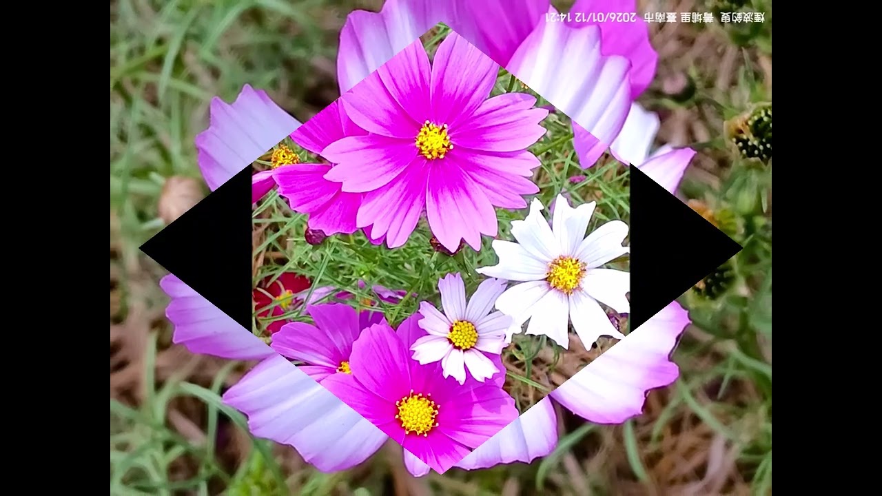 六甲落羽松  #落羽松  #六甲  #菁埔埤  #花海  #蕎麥花  #波斯菊