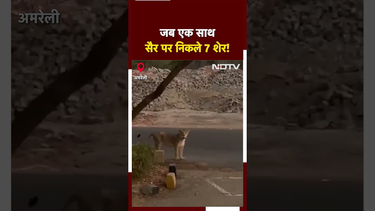 Amreli के Pipavav Port के पास जब टहलने निकले 7 Lions | Gujarat