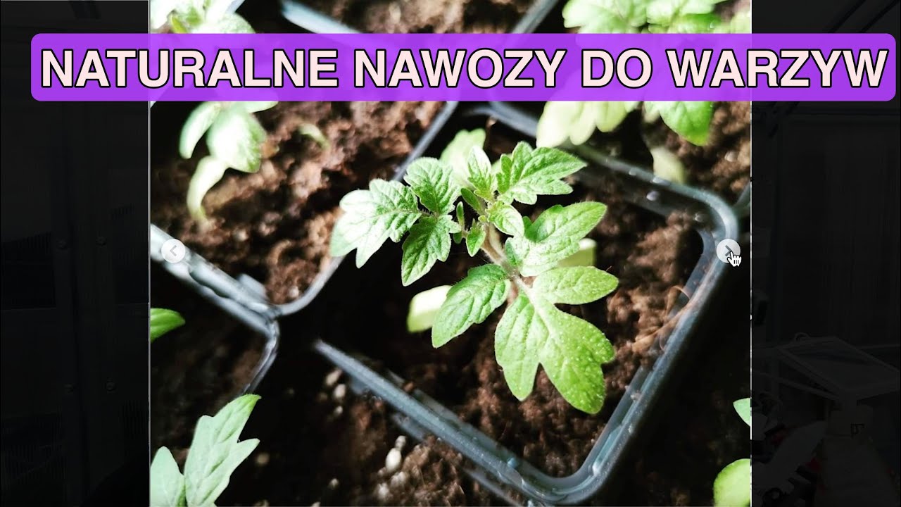 CZYM NAWOŻĘ MOJE SADZONKI? Naturalne nawozy do warzyw. Nawozy ekologiczne. Nawozy naturalne.