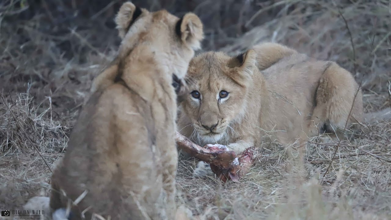 Lion Cubs Scuffle Over Food - Big On Wild Wildlife videos