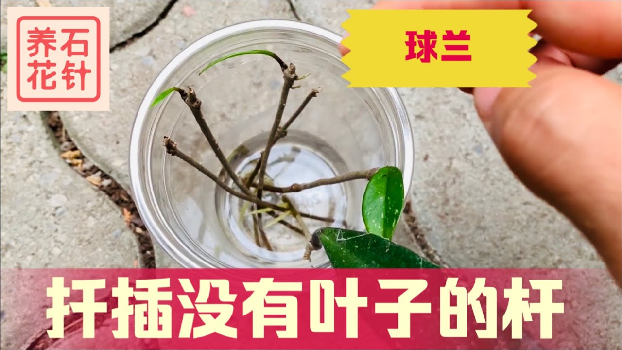 球兰扦插 - 试试光杆，能活吗？Hoya cutting