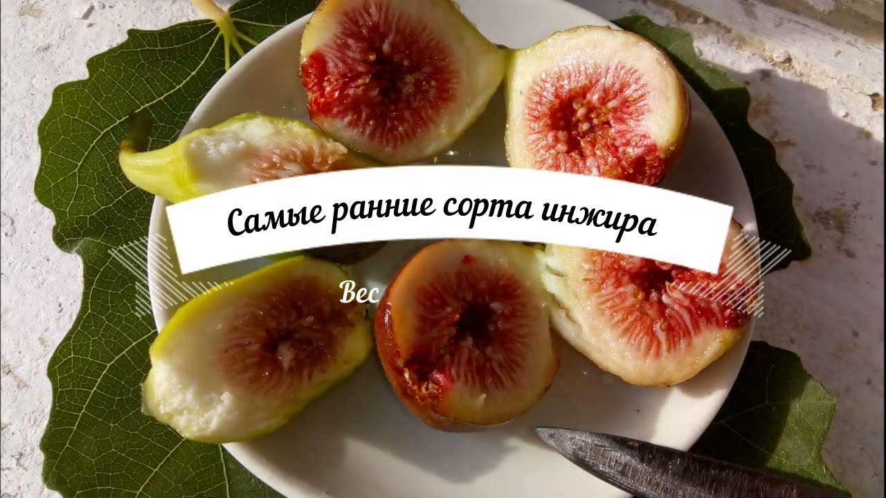 Весенний старт разных и ранних сортов инжира.