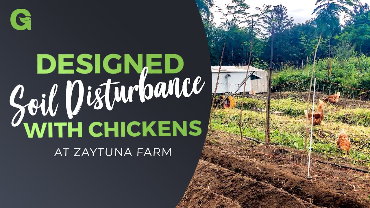 Designed Soil Disturbance with Chickens