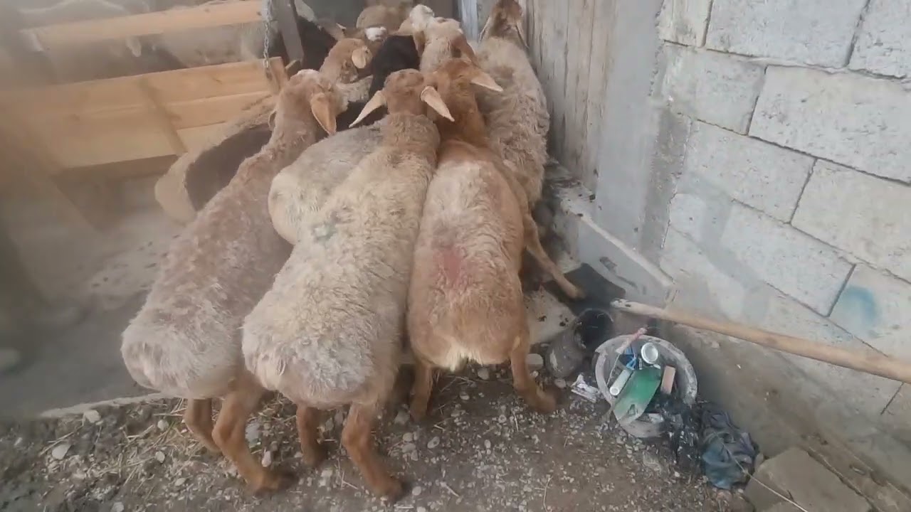 17 февраля 2026 г.