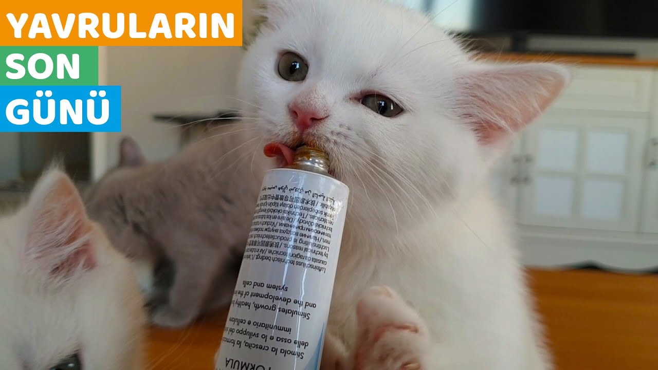 YAVRU KEDİLERDE SON GÜN (Yavru Kedilerimiz Yeni Evlerine Gittiler)