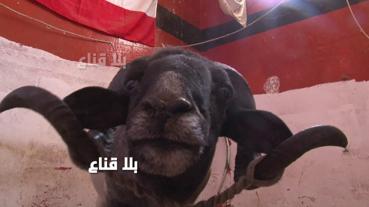 !! أولاد حي الزهور ومخزن التوامة وجو المسيابة في البطحاء..غرام يتكلف الملاين لكن يصنع الأبطال