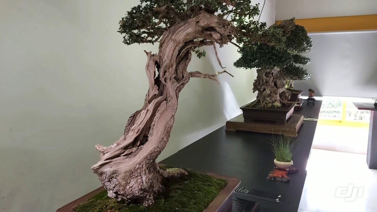 Bonsai exposicion de BENALOLEA  de olivos y acebuches*