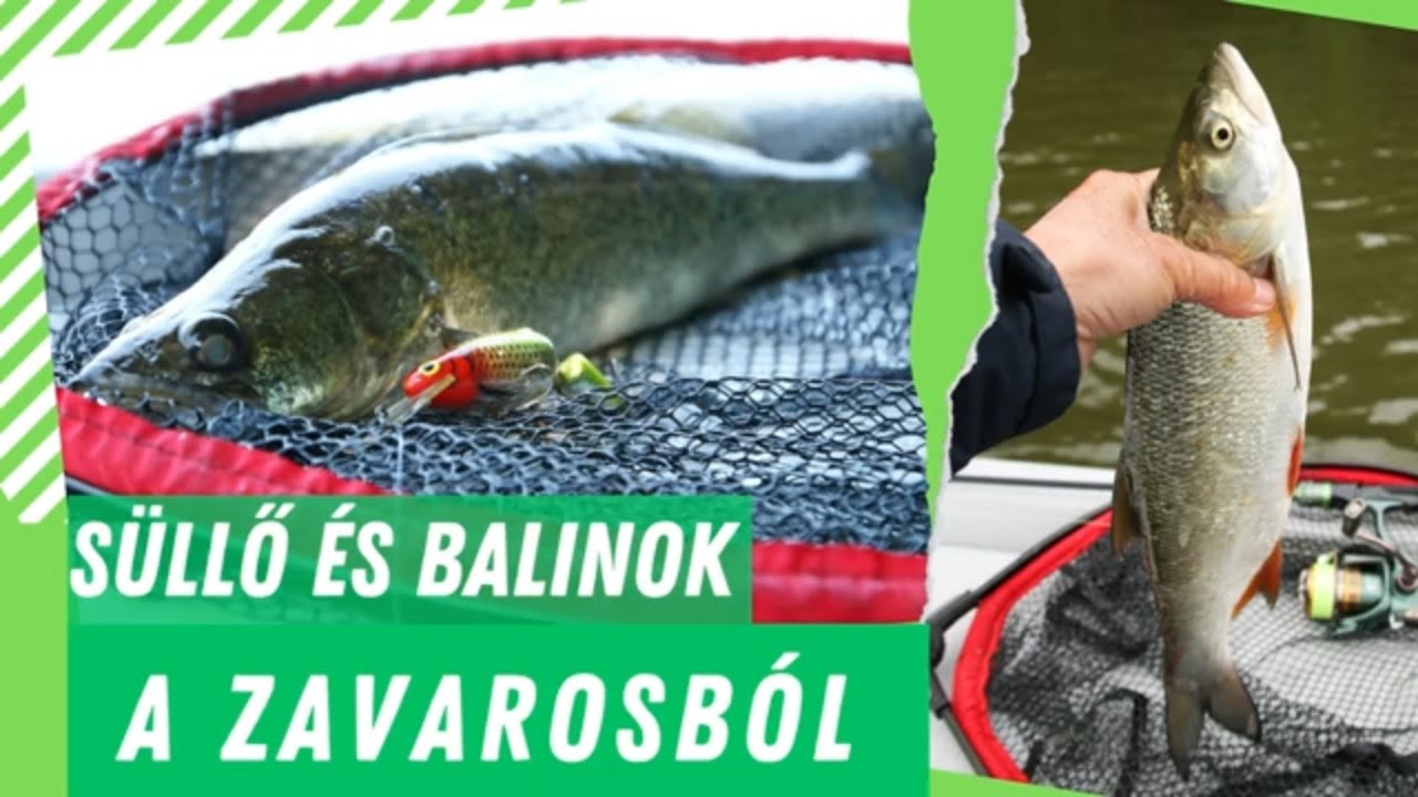 Süllő és balinok a ZAVAROSBAN
