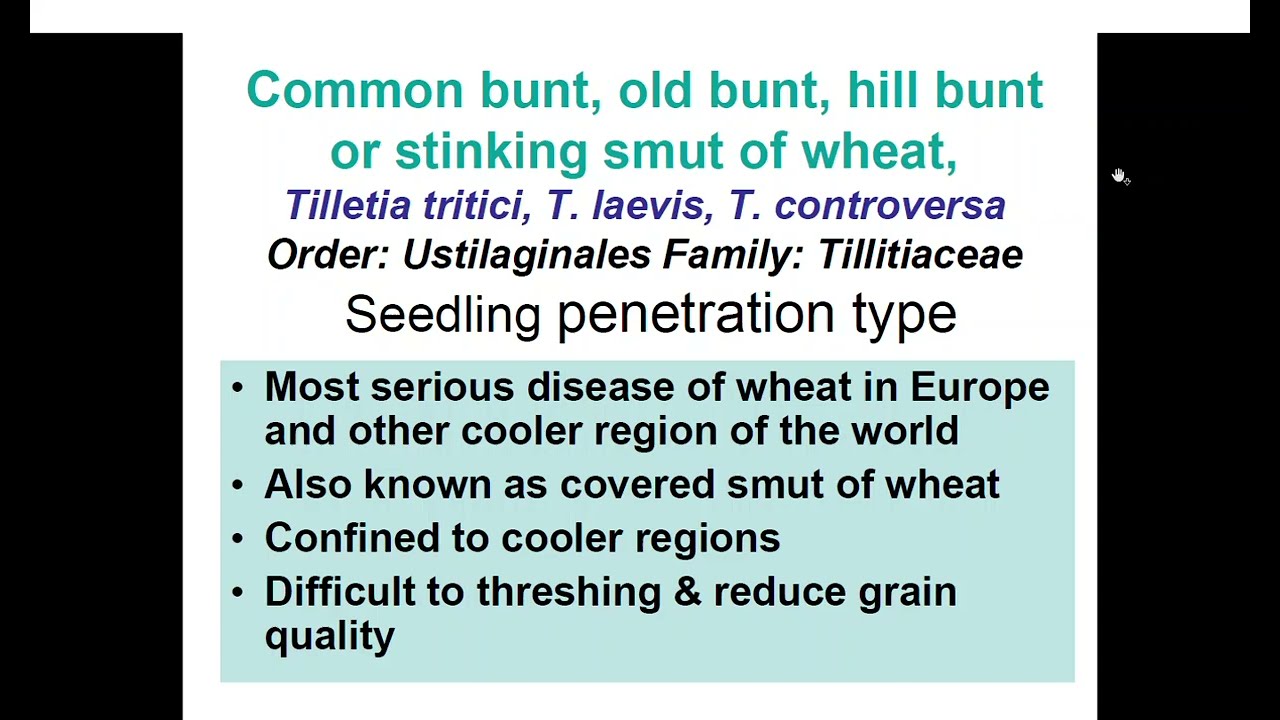 Common bunt, Old bunt, Hill bunt, Stinking smut of wheat #commonbuntofwheat #oldbuntofwheat