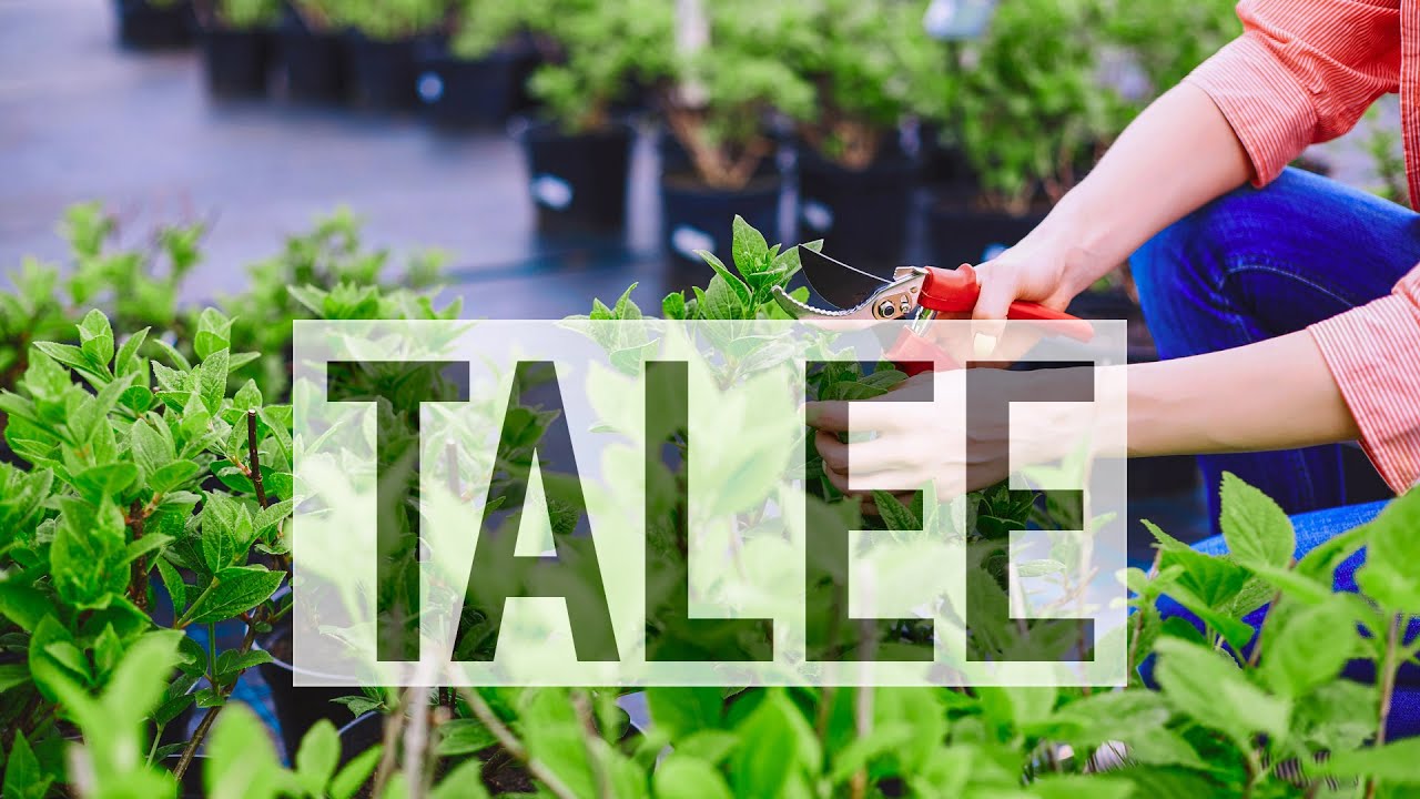 COME FARE LE TALEE E PROPAGARE LE PIANTE. CON ALESSANDRO POZZI DEL PORTALE DEL VERDE 🌿