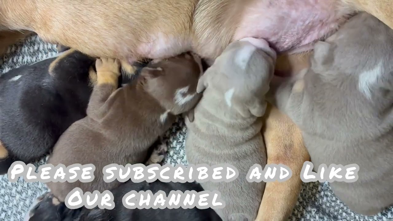 ASMR my English bulldog puppies suckling loudly and mum snoring 😘🎶🫶 पिल्ले अपनी माँ का दूध पीते हुए