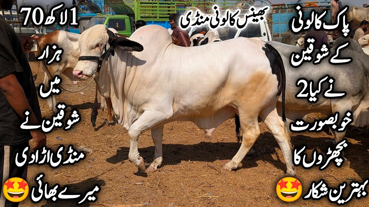 Bhains Colony Mandi Karachi Cattle Latest Rates Update 11 March 2026 | Bakra Eid Season 2026