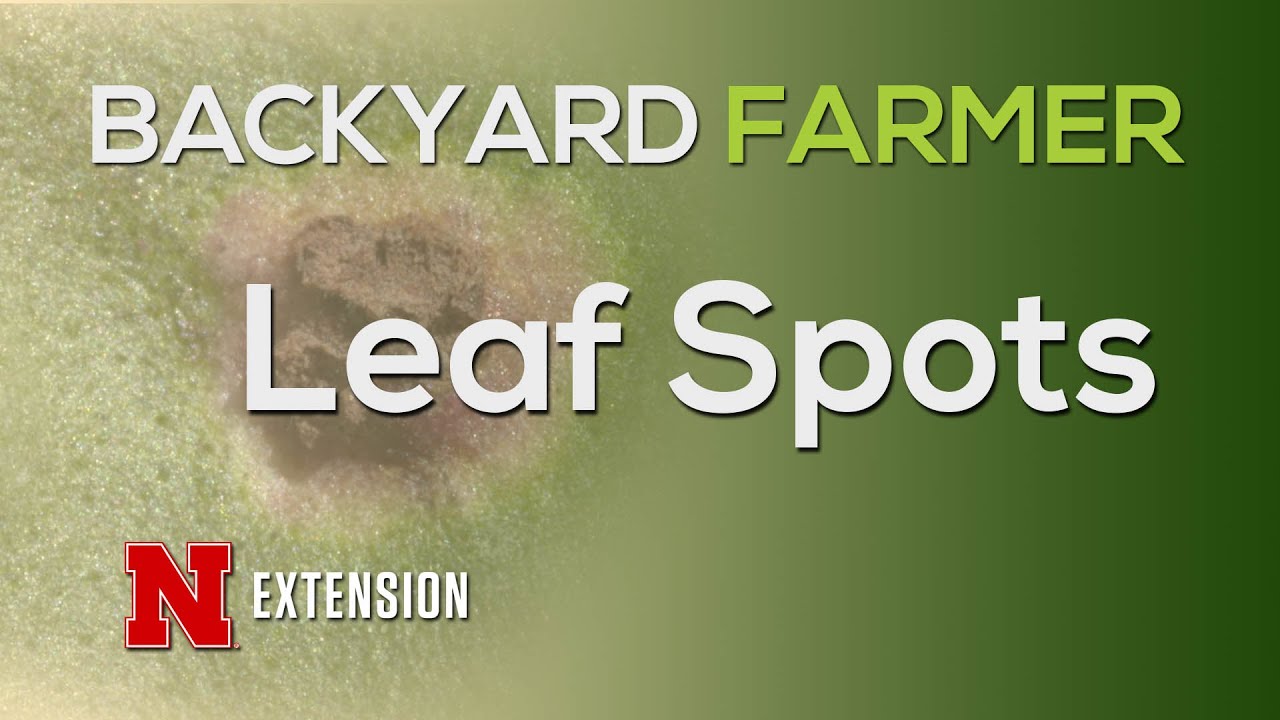 Leaf Spots