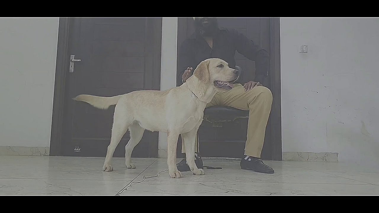 LABRADOR RETRIEVER || DAVIDOFF KENNEL || SCOOBERS