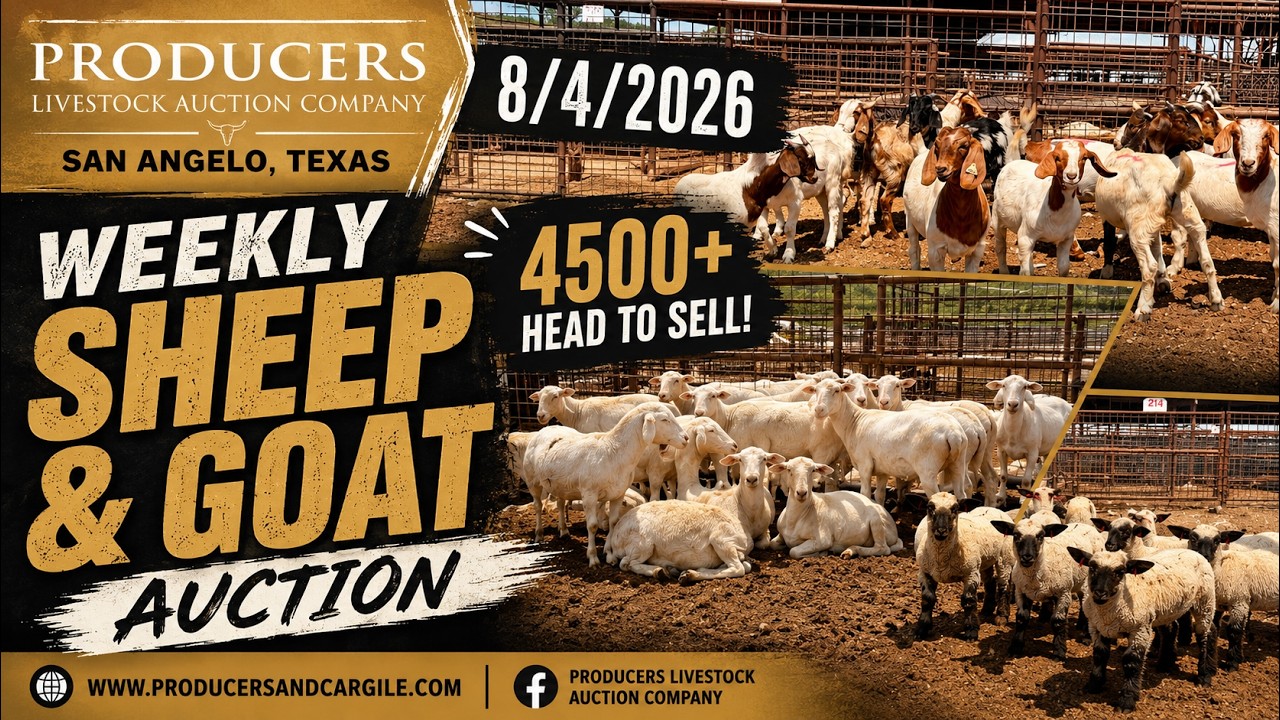 8/4/26 - Sheep & Goat Auction - Producers Livestock Auction Company