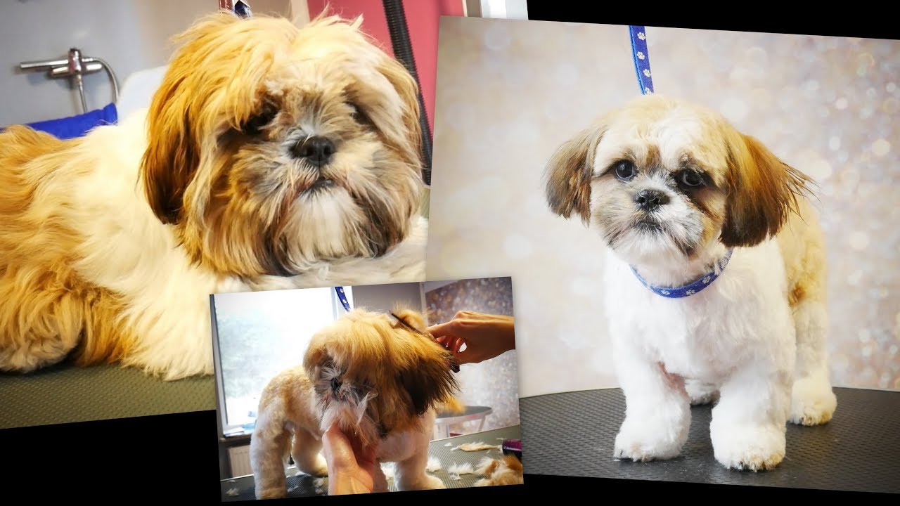 PetGroooming - Shih Tzu Puppy First Time at Grooming Salon
